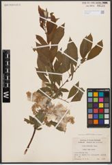 Salix bebbiana Sarg.